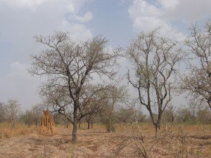 Shea Tree and Dawa Dawa Tree with Ant Mound