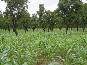 Shea Parklands, Ghana