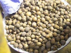 Raw shea nuts are harvested off the ground, put into water and de-husked. The fleshy pulp is eaten, and the nuts are boiled for 30 minutes, then sundried 4-5 days. This is what they look like at this point.
