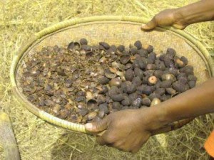 and winnowed....in Ghana a cloth was often used, in Guinea, a basket tray