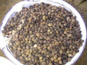 Here are the dried kernels or almonds. Ghana has a tradition of baking the dried almonds. We saw less knowledge of baking the almonds in Guinea. This extra step kills the natural enzymes in the nut which break down the oils and shorten shelf life. The baked nuts will have a higher oil yield as well.