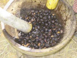 Here the almonds are being cracked with a little water and further dried on a piece of plastic. We would like to see this step done more efficiently using raised drying racks and then baking. In this demonstration, 1/3 of the nuts remained uncracked.
