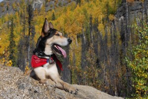 Hiking Dog